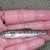 Salmon In The Classroom Release 2010